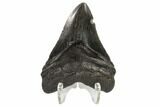 Fossil Megalodon Tooth - South Carolina #119413-2